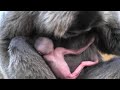 This Gibbon Gave Birth To Human Baby???