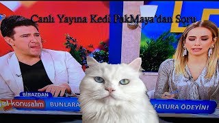 Gel Konuşalım (Kedi PakMaya'nın Sorusu) by Maya Cat TV 337 views 5 years ago 22 seconds