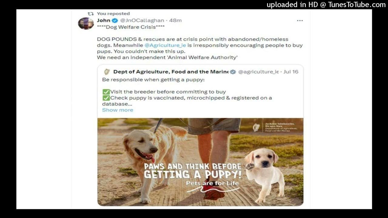 Call For Animal Welfare Authority And Dedicated Garda Units For call-for-animal-welfare-authority-and-dedicated-garda-units-for