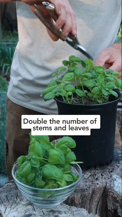 🌱 Get unlimited basil with this 1 simple pruning technique! #pruningbasil #howtoprunebasil