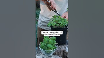 🌱 Get unlimited basil with this 1 simple pruning technique! #pruningbasil #howtoprunebasil