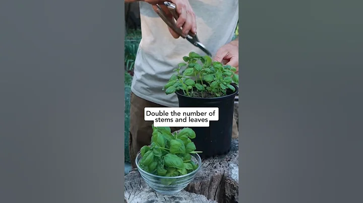 🌱 Get unlimited basil with this 1 simple pruning technique! #pruningbasil #howtoprunebasil - DayDayNews