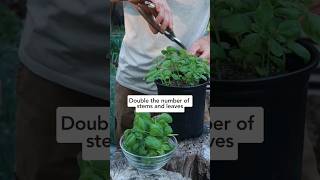 Get unlimited basil with this 1 simple pruning technique! #pruningbasil #howtoprunebasil