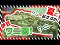 ワニがいっぱい🐊💨夏にぴったり👓伊豆の熱川バナナワニ園｜子供向け知育動画