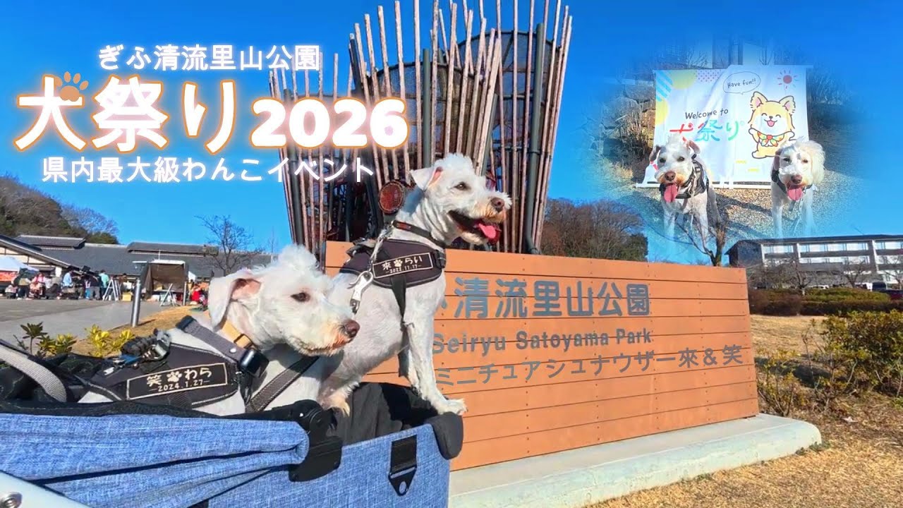 【ミニチュアシュナウザー】犬祭り2026INぎふ清流里山公園