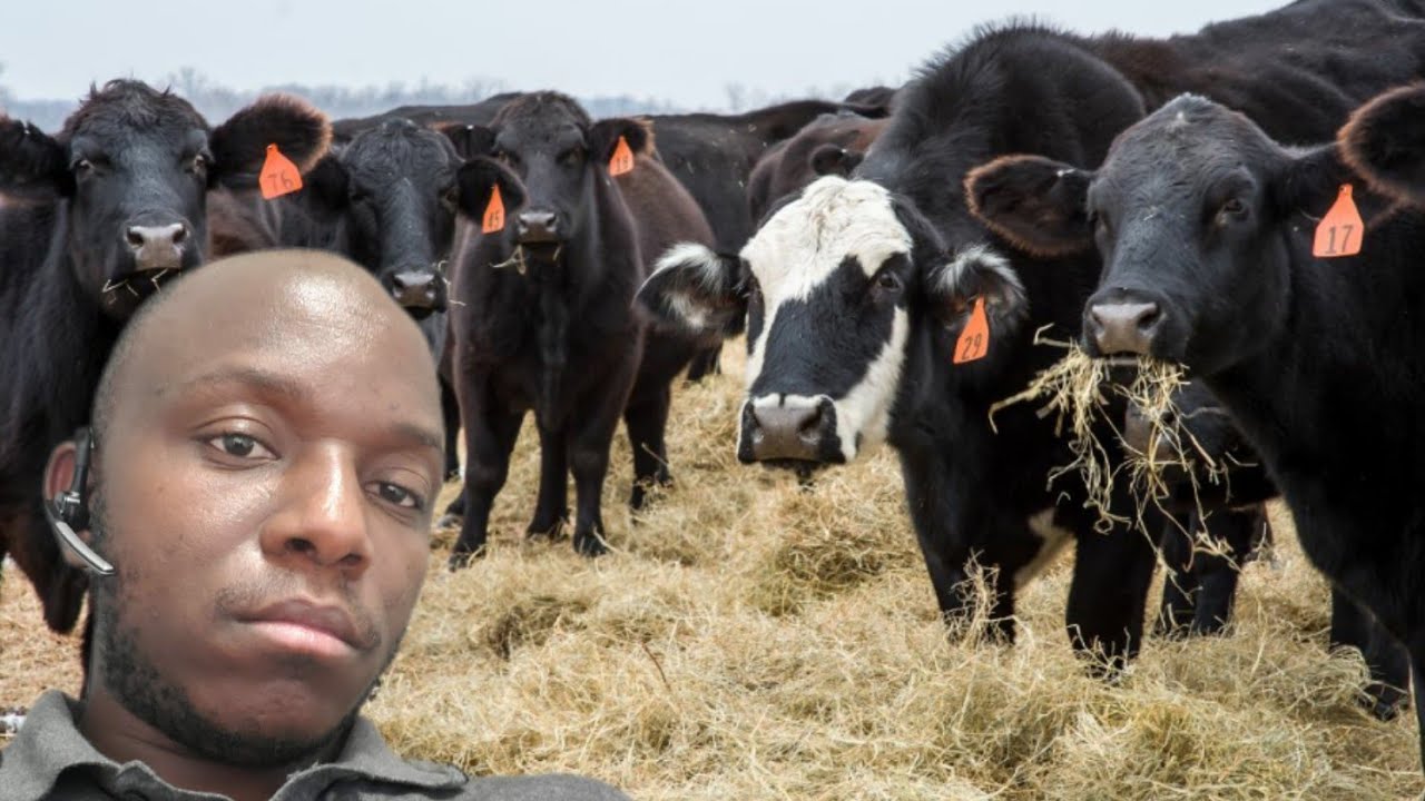 #Umurundi aba muri AMERIKA yoroye cane INKA n'INGURUBE aho avuka/Umve ...