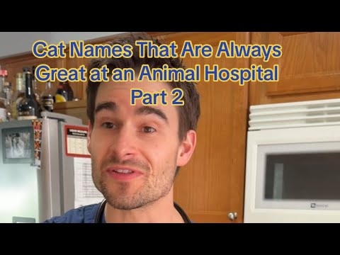 Cat Names That Are Always Great at an Animal Hospital - Part 2