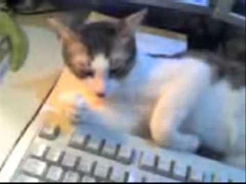 愛看主人打電腦的貓咪 -- 沒禮貓, 愛做鬼臉