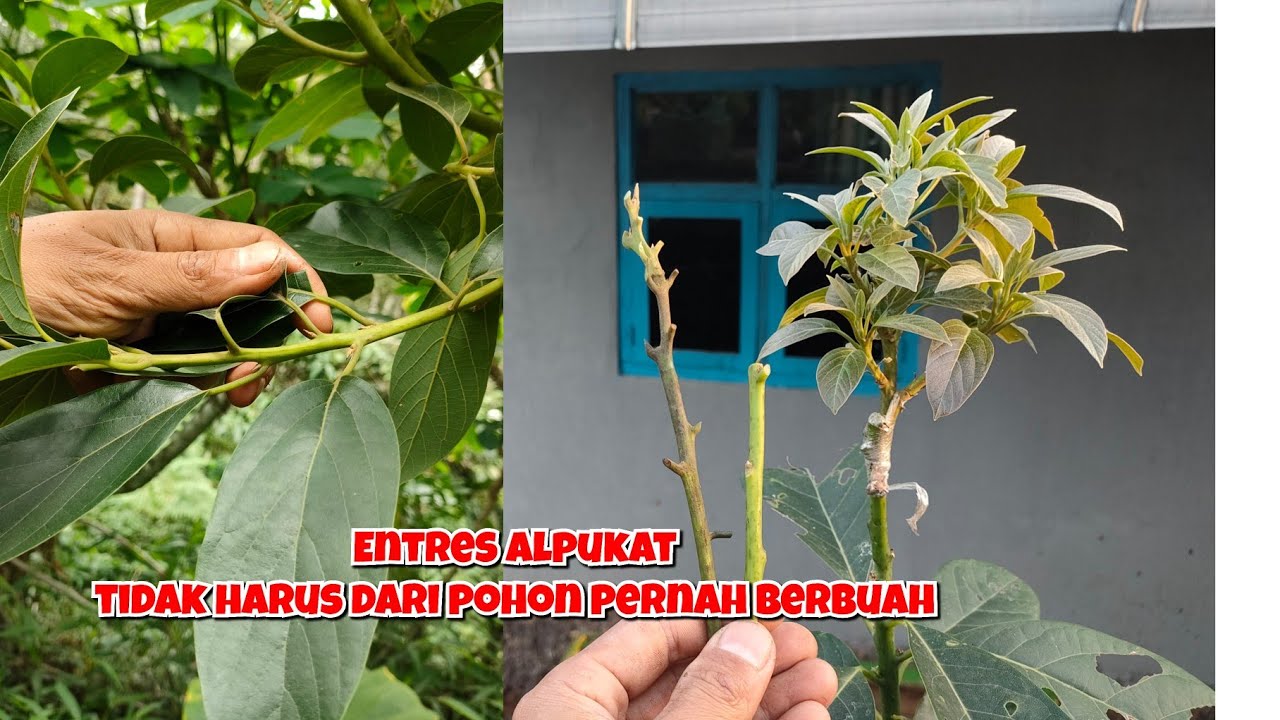 Cara memilih entres alpukat yang bagus untuk SamCuk