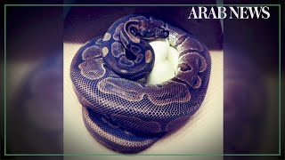 Famous Spinster snake lays eggs without male help Wealth