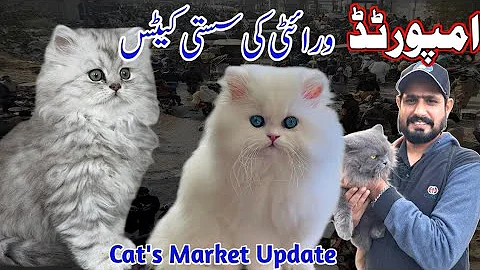 Video 11779351: persian, cat kitten pets, cat quality kittens, cat best pets, cat kitten cute