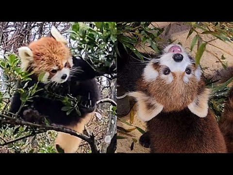 【レッサーパンダ】【2点まとめ】 雨降りを喜んでいる様な、レッサーパンダのモッチー、他