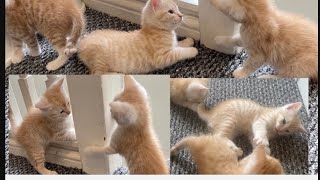 Funny Cats And Kittens Meowing fighting playing #When God sends you a funny cat Funniest cat ever#