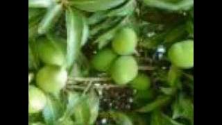 Chimtengo cha mango