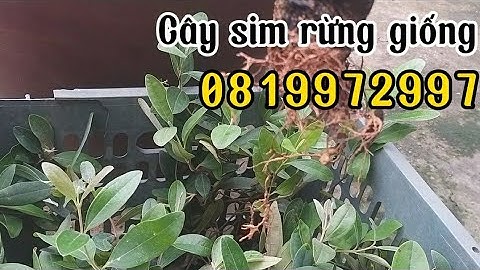 VDO 03/Cây sim rừng giống giá sỉ 0819972997