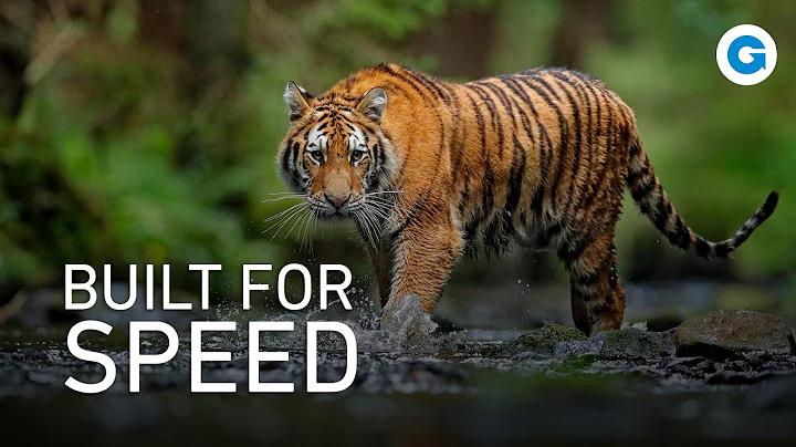 Wild Cats Uncovered: Cheetahs, Bobcats, and Lesser-Known Felines | Full Wildlife Documentary thumbnail