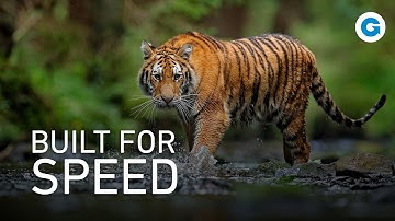 Wild Cats Uncovered: Cheetahs, Bobcats, and Lesser-Known Felines | Full Wildlife Documentary