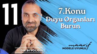 Duyu Organları Burun | 11. Sınıf Biyoloji Maarif Model