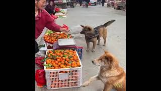 Dog Went To Buy Food For Its Owner
