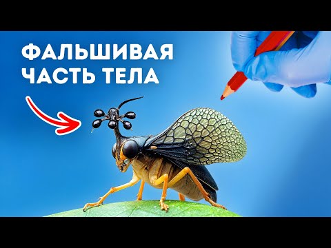 Не раздавите это насекомое, если его увидите, и вот почему его лучше руками не трогать
