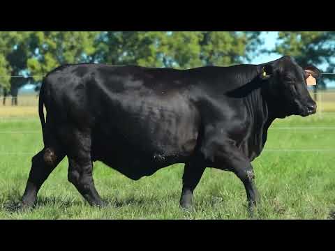 LOTE 97   TAT TE 1894 F Brangus