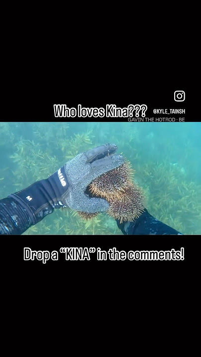 Who loves Kina? #kina #seafood #viralvideo