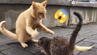 MIRIS !! RUSAKNYA PERSAHABATAN KUCING JALANAN GARA2 MAKANAN