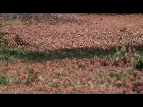 Video: Fauna Urbana - Le Cavallette Urbane Abbassano La Voce Per Farsi Sentire Sopra Il Frastuono