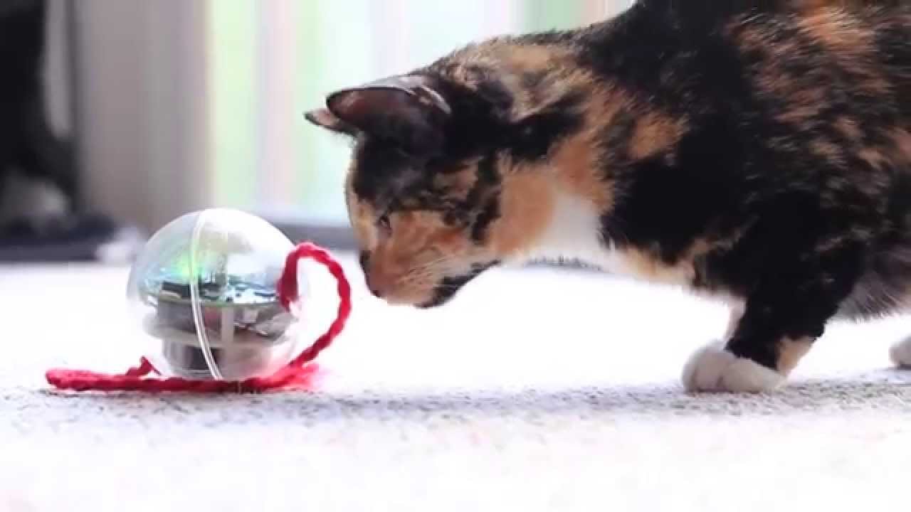 sphero for cats