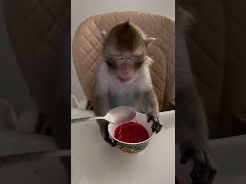 Видео: Мандрил ест фрукты?