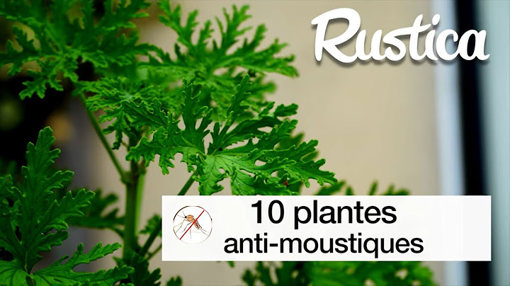 10 plantes anti moustiques