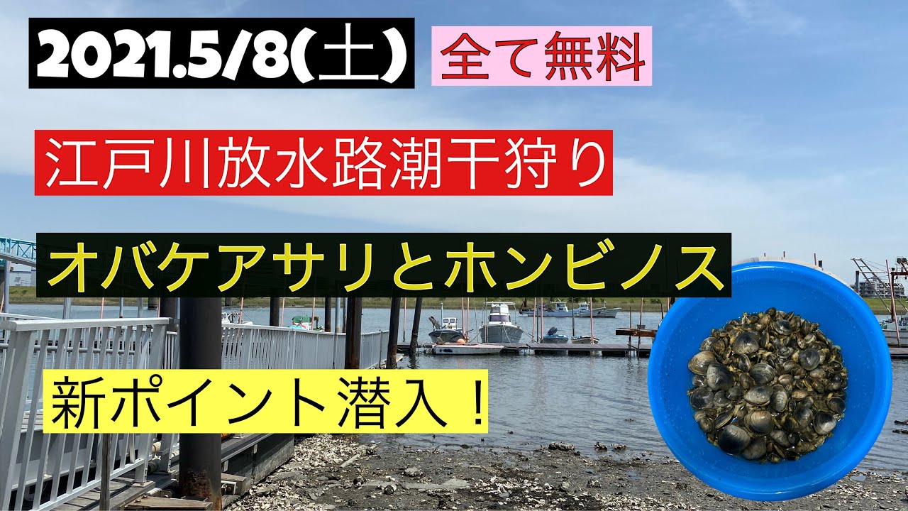【2021.5/8(土)】江戸川放水路潮干狩りお化けアサリ発見！ホンビノスも採れたよ！