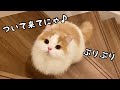 尻尾とお尻をぷりぷりさせながら飼い主を呼ぶ猫が可愛い!