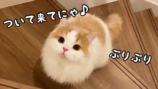 尻尾とお尻をぷりぷりさせながら飼い主を呼ぶ猫が可愛い！