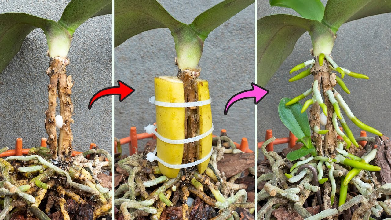 The Magic Roots The magic potion helps dry orchid roots grow new healthy roots - YouTube