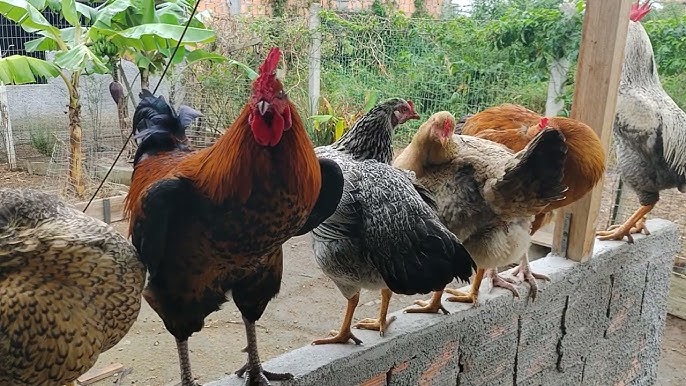 RAIN_Concrete, Tiles, Metal, Shower, Distance Rooster Call