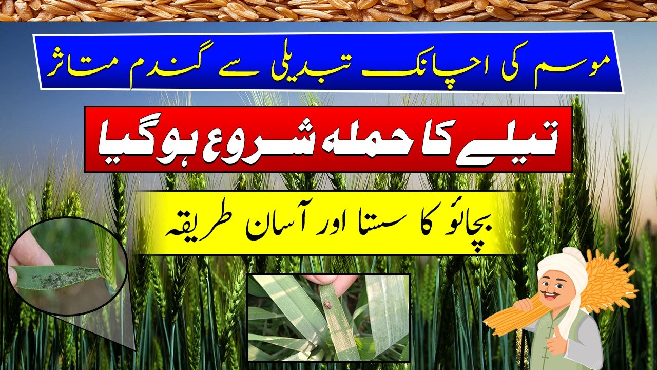 Aphids and jassids attack on wheat crop| leafhoppers threshold level on wheat| گندم پر تیلے کا حملہ