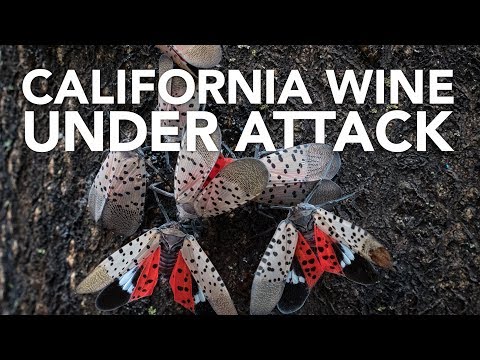 Bugs threaten California wine and avocados