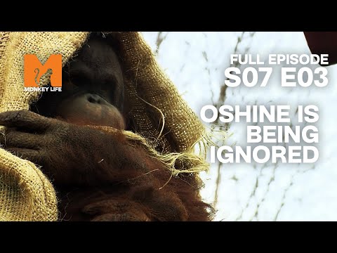 Oshine Feels Left