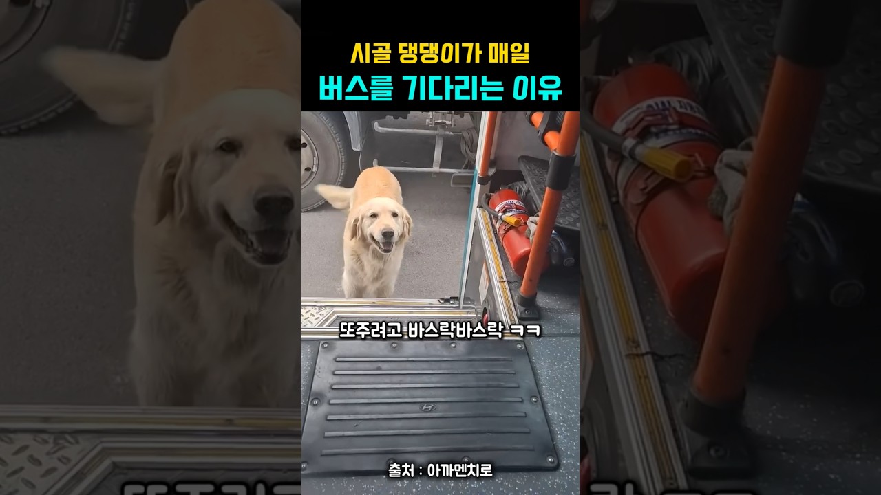 시골 댕댕이가 매일 버스 종점에서 기다리는 이유 #강아지 #댕댕이