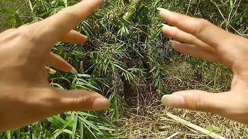 Cách làm bẫy Dông cát bằng ống nhựa đơn giản hiệu quả