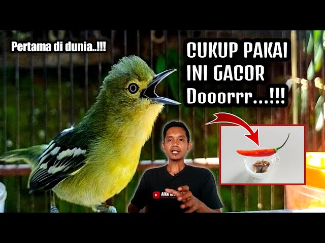 TRIK PALING DI CARI DI DUNIA‼️GACORKAN SIRTU/CIPOH DENGAN CABE class=