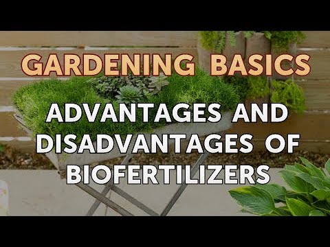 Advantages and Disadvantages of Biofertilizers