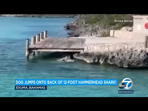 Daring dog chases after 12-foot hammerhead shark in the Bahamas