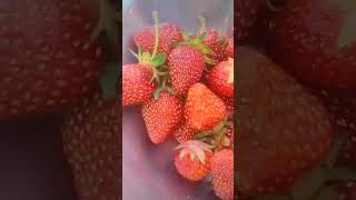 fresh Strawberry in my Garden Chitral strawberry strawberries strawberrycake fruit fruits