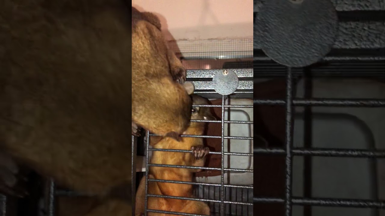 Kinkajou Happy Chirps