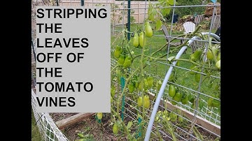 Ep. 78 how to speed tomato plants to ripen faster mature fruit.