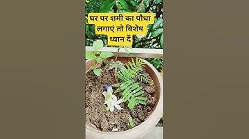 महादेव की चेतावनी घर में शमी का पौधा का रखें विशेष ध्यान #pradeepmishrajidhankeupay #katha