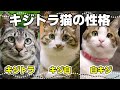 【キジトラの真実】キジトラ猫・キジ白猫の特徴は?白の割合と性格の違い