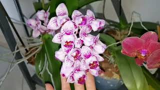 картинка: Нас пригласили в гости 👍. Орхидеи у Марины. Погнали 😃. Еду с подарками 💖.